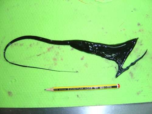 Eurypharynx pelecanoides - kuva 5