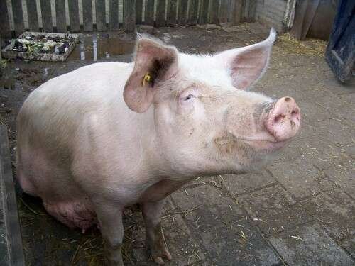 Sus scrofa domesticus - kuva 1
