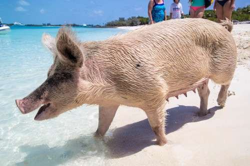 Sus scrofa domesticus - kuva 2
