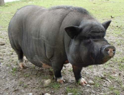 Sus scrofa domesticus - kuva 3