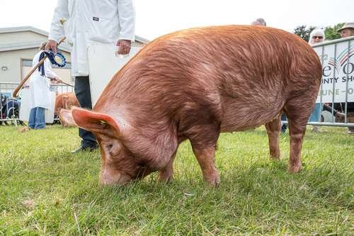 Sus scrofa domesticus - kuva 4