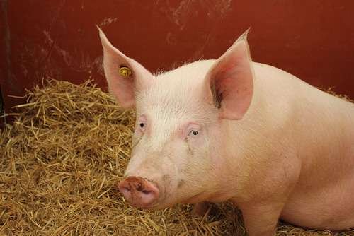 Sus scrofa domesticus - kuva 5