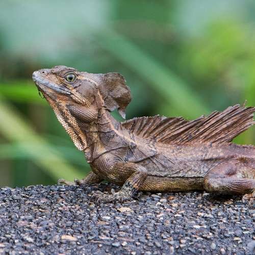 Basiliscus basiliscus - kuva 2
