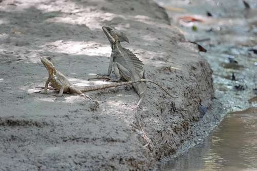Basiliscus basiliscus - kuva 3