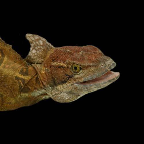 Basiliscus basiliscus - kuva 4
