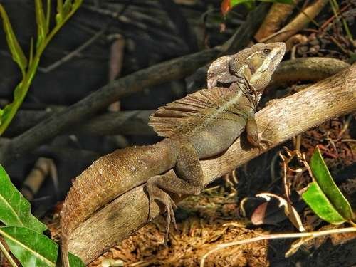 Basiliscus basiliscus - kuva 5
