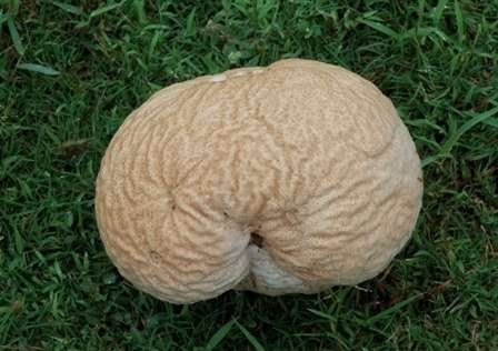 Calvatia craniiformis - kuva 1