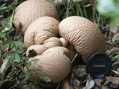 Calvatia craniiformis - kuva 2