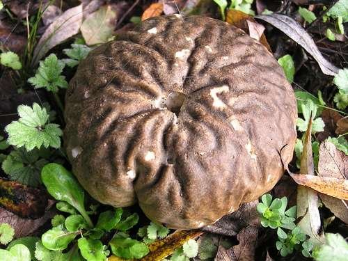 Calvatia craniiformis - kuva 3