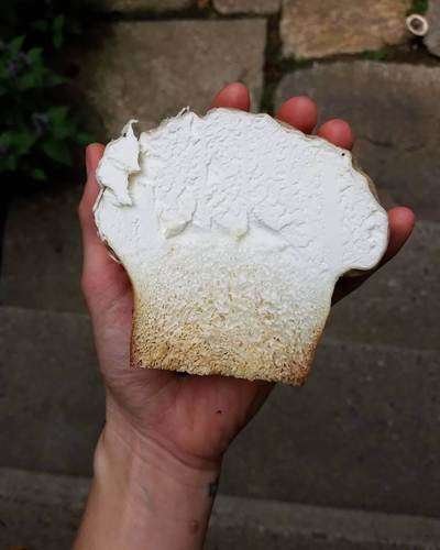 Calvatia craniiformis - kuva 4