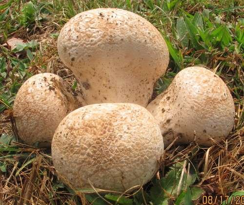 Calvatia craniiformis - kuva 5