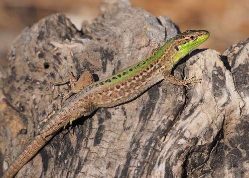 Podarcis siculus - kuva 1