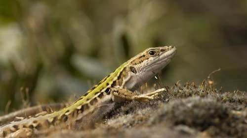 Podarcis siculus - kuva 2