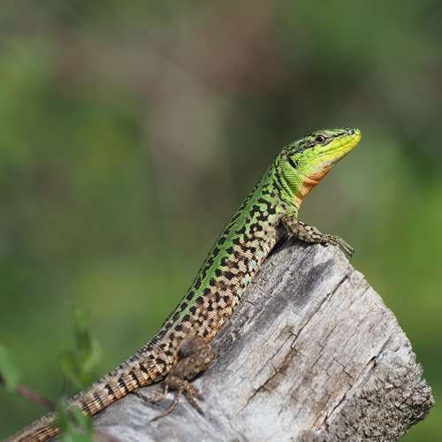 Podarcis siculus - kuva 3