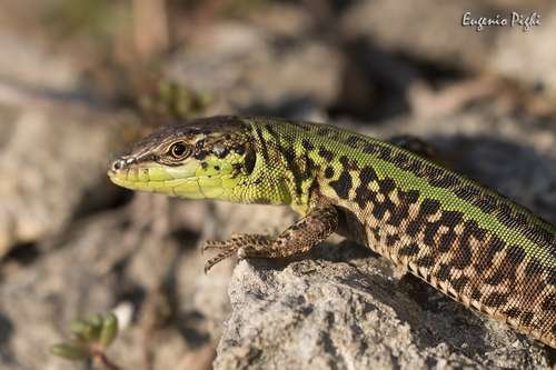 Podarcis siculus - kuva 5