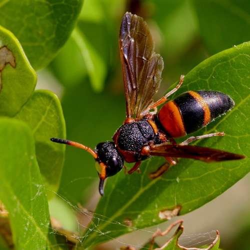 Pachodynerus erynnis - kuva 1