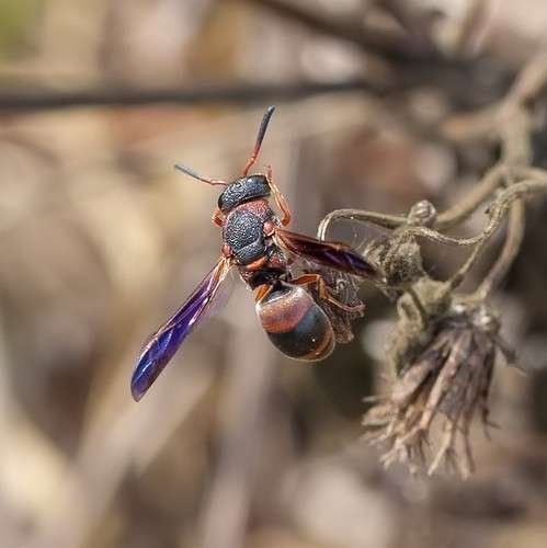 Pachodynerus erynnis - kuva 2
