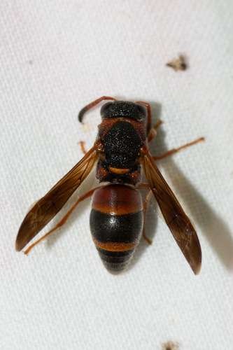 Pachodynerus erynnis - kuva 3