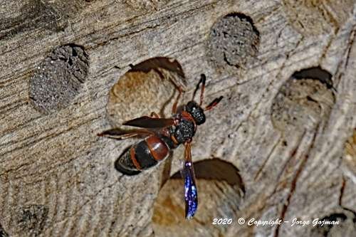 Pachodynerus erynnis - kuva 4