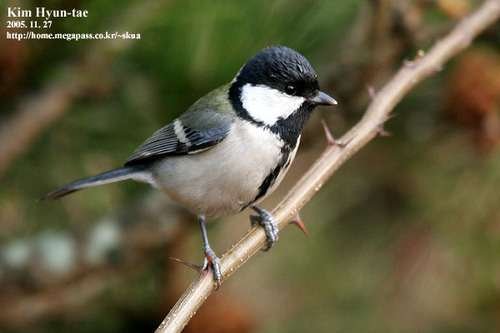 Parus minor - kuva 1