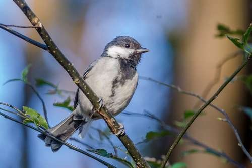 Parus minor - kuva 2