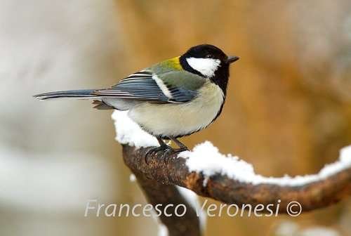 Parus minor - kuva 3