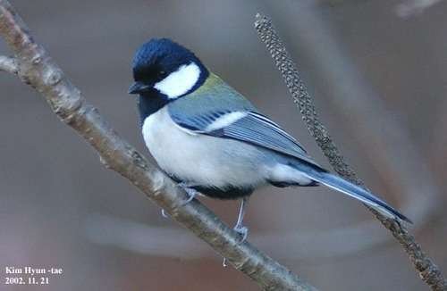 Parus minor - kuva 4