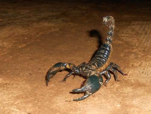 Heterometrus swammerdami - kuva 1
