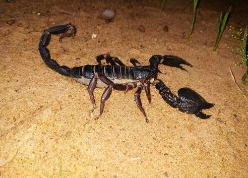 Heterometrus swammerdami - kuva 4