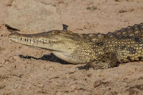 Crocodylus niloticus - kuva 1