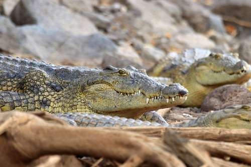 Crocodylus niloticus - kuva 2