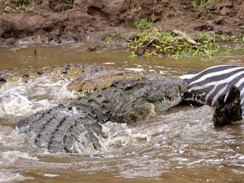 Crocodylus niloticus - kuva 3