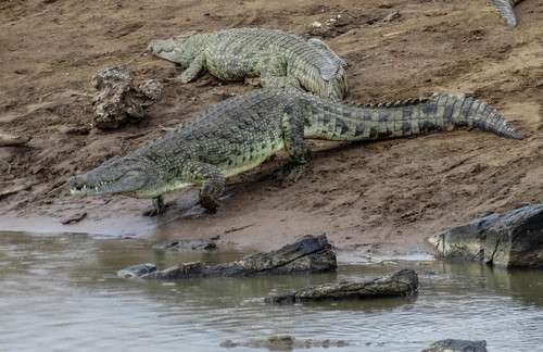 Crocodylus niloticus - kuva 4