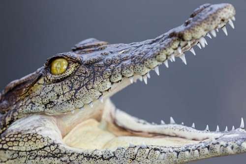 Crocodylus niloticus - kuva 5