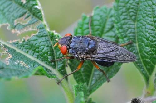 Dermatobia hominis - kuva 1