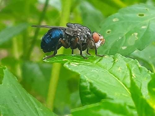 Dermatobia hominis - kuva 4