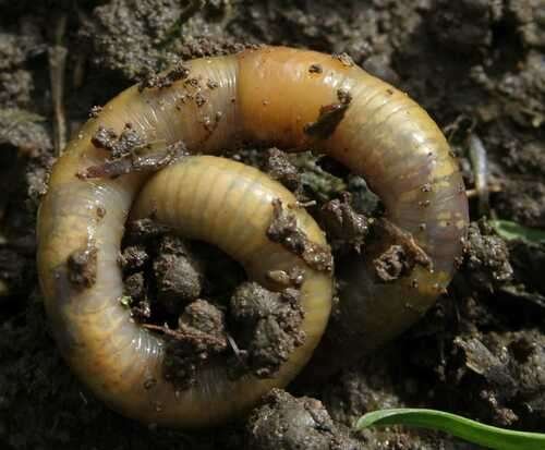 Allolobophora chlorotica - kuva 1