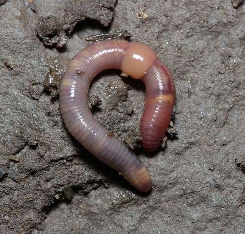 Allolobophora chlorotica - kuva 2