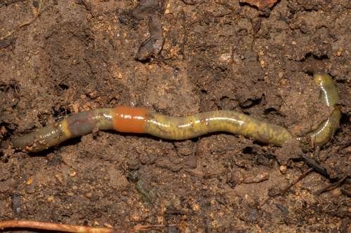 Allolobophora chlorotica - kuva 3