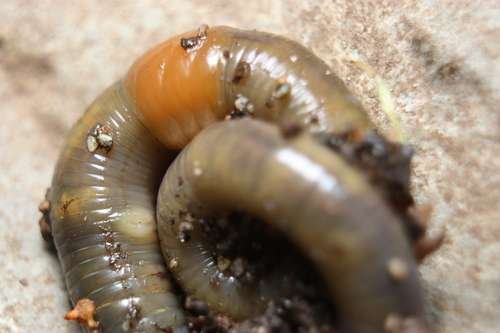 Allolobophora chlorotica - kuva 4