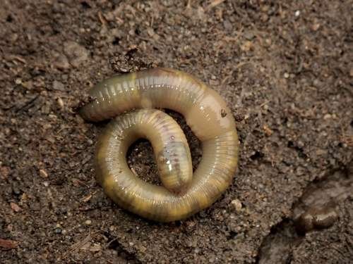 Allolobophora chlorotica - kuva 5