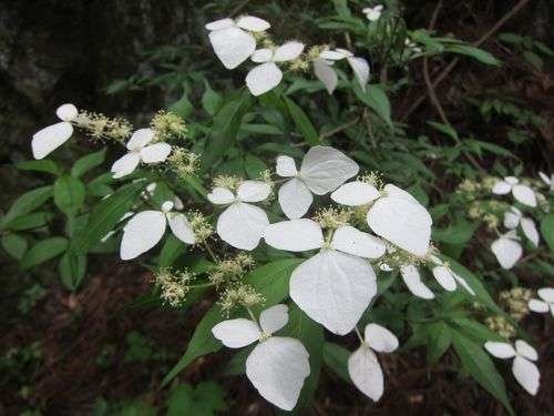 Hydrangea scandens - kuva 1