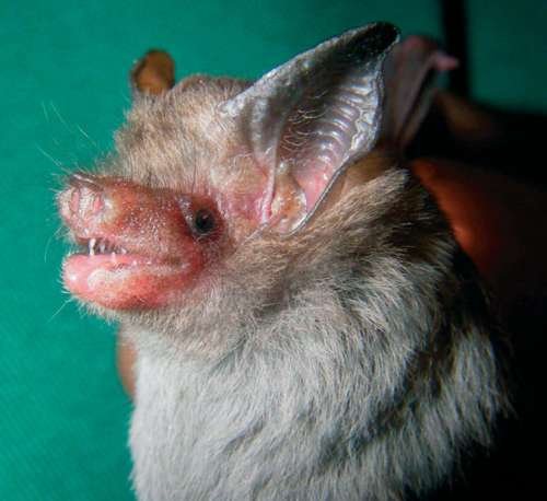 Craseonycteris thonglongyai - kuva 2