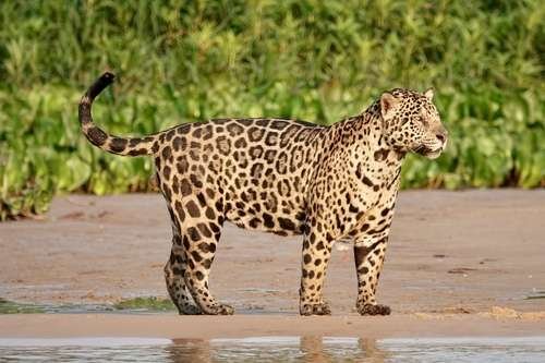 Panthera onca - kuva 1