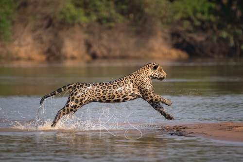 Panthera onca - kuva 2