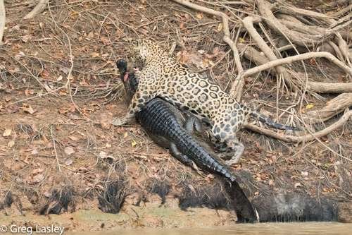 Panthera onca - kuva 3