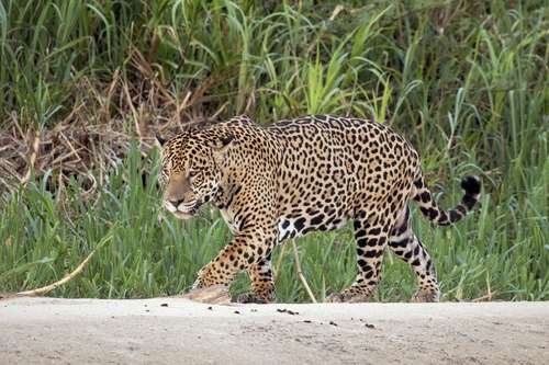 Panthera onca - kuva 5