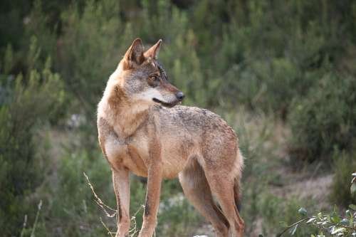 Canis lupus - kuva 3