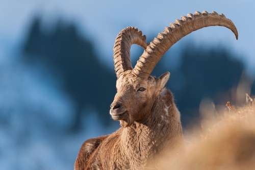 Capra ibex - kuva 1