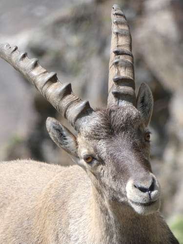 Capra ibex - kuva 2